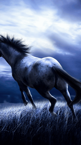 Beautiful Black Horse GIF
