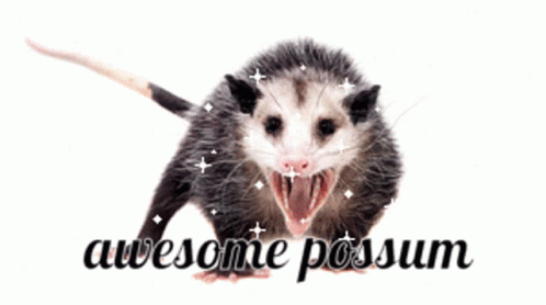 Awesome Awesome Possum GIF - Awesome Awesome Possum Possum GIFs