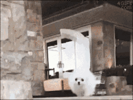 a white dog is standing in front of a building with a 4gifs.com logo