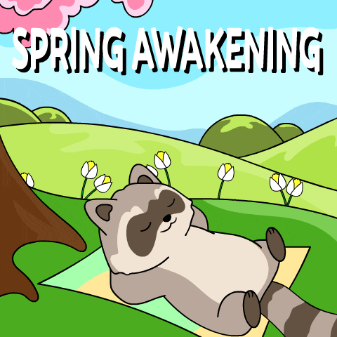 a cartoon of a raccoon laying on a blanket with the words spring awakening written above it