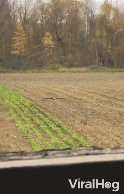 a bird is flying over a field with the word viralhog on the bottom right