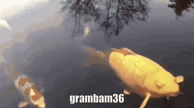 Grambam36 Fish GIF - Grambam36 Grambam Fish GIFs