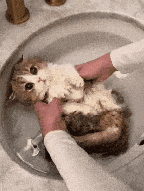 a cat is being bathed in a sink by a person