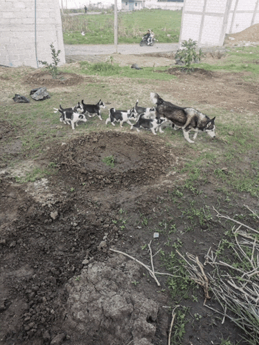 a group of husky puppies are running in the dirt