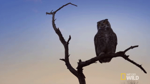 Watching Sunset Great Horned Owl On The Hunt GIF - Watching Sunset Great Horned Owl On The Hunt Standing Still GIFs