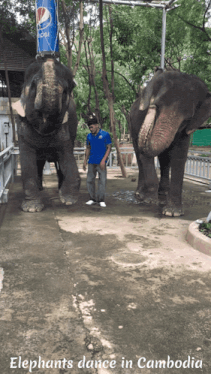 elephants dance in cambodia with a pepsi can on their heads
