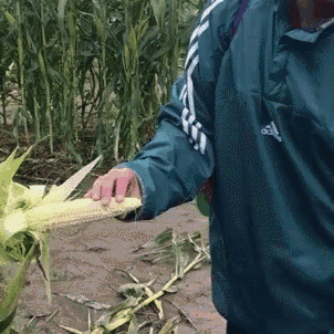 a person wearing a blue adidas jacket holds a corn cob