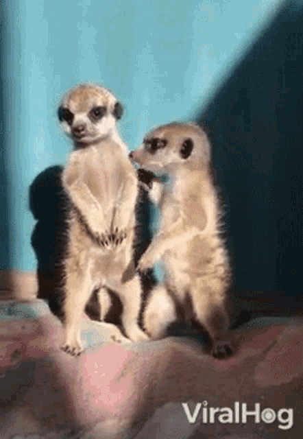 Meerkat Viralhog GIF - Meerkat Viralhog Cute GIFs