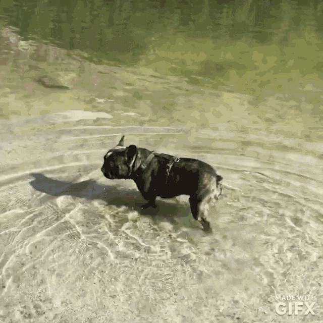 Water Thirsty GIF - Water Thirsty Cute GIFs