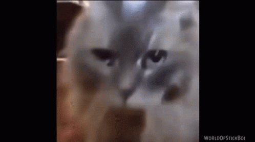 Catpeople Scary Movie GIF - Catpeople Scary Movie Scary Cat GIFs