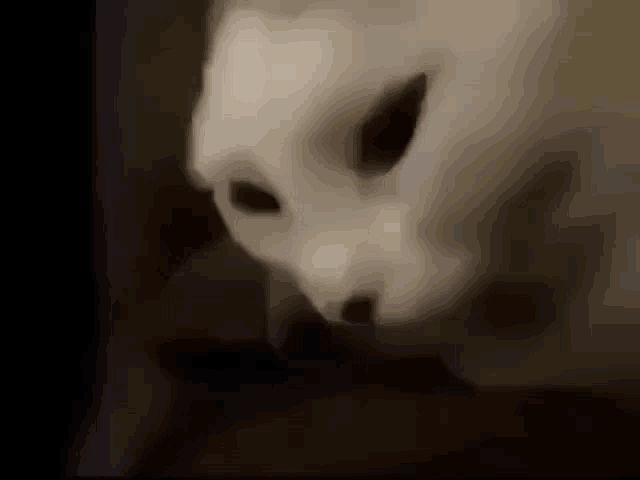 a close up of a white cat 's face with a black background .
