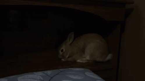 Bunny Rabbit GIF - Bunny Rabbit Cute GIFs