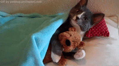 All Tucked In GIF - Cute Cat Love GIFs