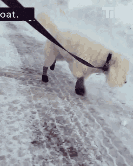 Walk The Dog This Is Happening GIF - Walk The Dog This Is Happening Sniff GIFs