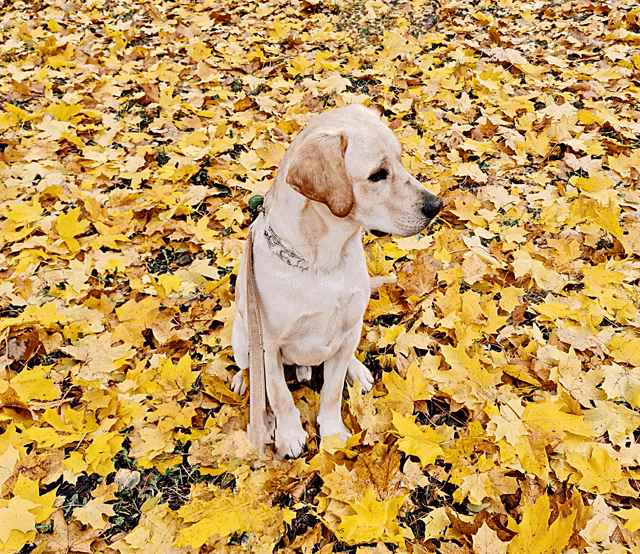 a dog sitting in a pile of leaves