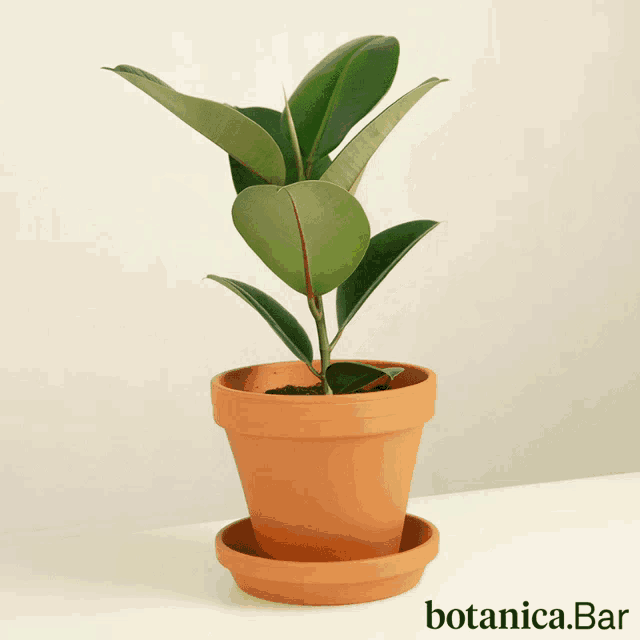 a plant in a brown pot with botanica.bar written on the bottom