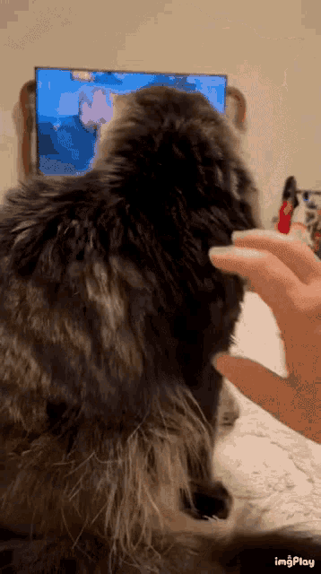 Cat Ping GIF - Cat Ping How Dare You GIFs