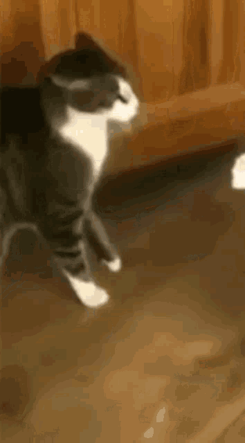 a gray and white cat is standing on a wooden floor next to a wooden wall .