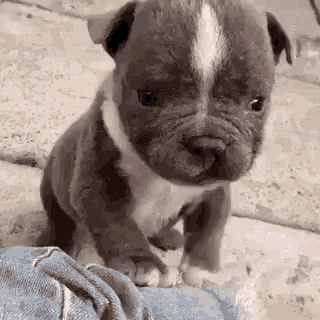 a small gray and white puppy is sitting on a person 's lap and looking at the camera .