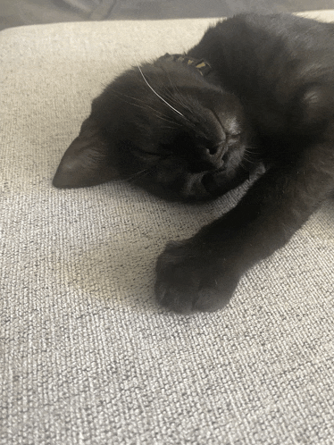 a black cat is sleeping on a couch