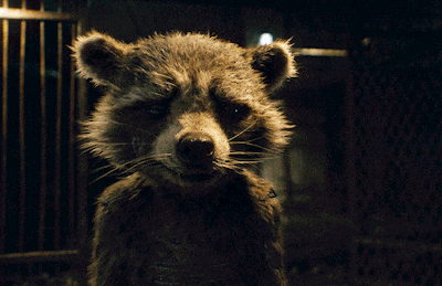 a close up of a raccoon 's face with its mouth open