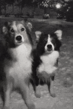 a couple of dogs standing next to each other in the snow