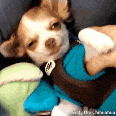 Chihuahua Happy GIF - Chihuahua Happy Dog GIFs