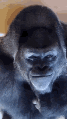 a close up of a gorilla making a funny face while looking at the camera .