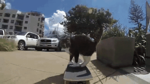 a black and white cat is riding a skateboard on a sidewalk with a toyota suv in the background