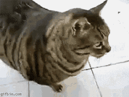 a close up of a cat on a tiled floor with the website gifbin.com in the corner