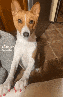 a brown and white dog with red nail polish on its paws is sitting on a chair .