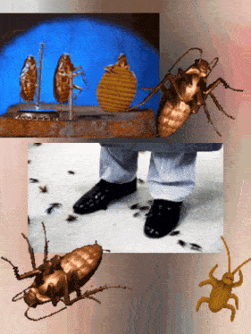 Cockroaches GIF - Cockroaches GIFs