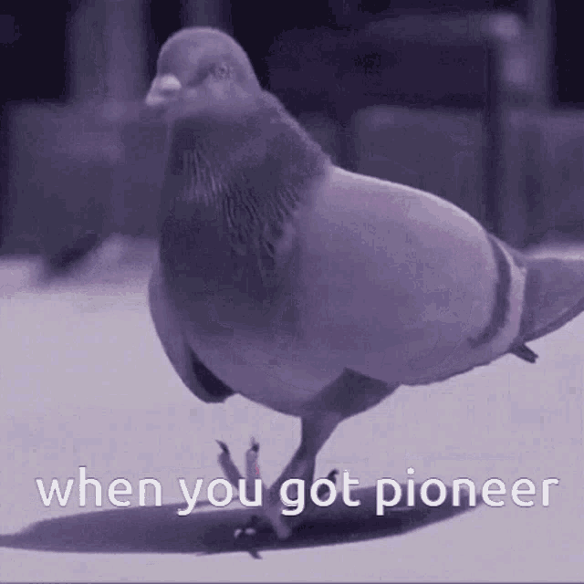 When You Got Pioneer GIF - When You Got Pioneer GIFs