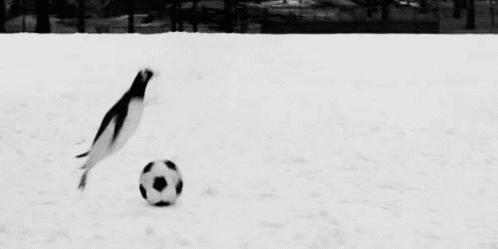 Funny Animals Peguin GIF - Funny Animals Peguin Soccer Ball GIFs