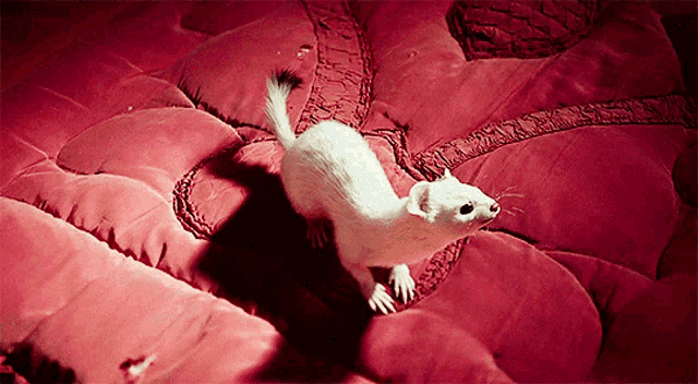 a small white animal is walking on a red blanket