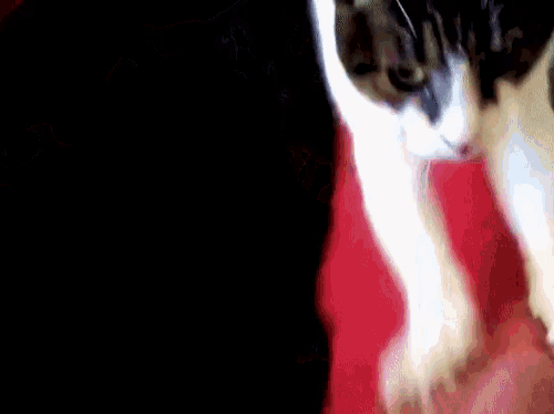 a black and white cat is standing on a person 's lap