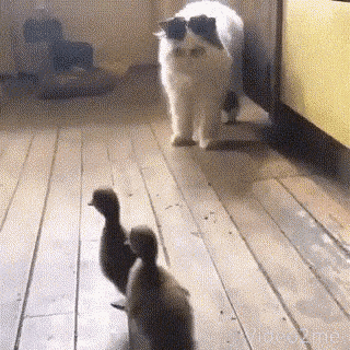 Cat Duck GIF