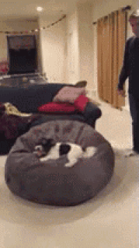 a black and white dog is laying on a bean bag chair in a living room