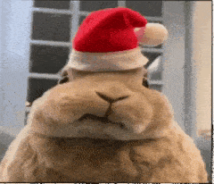 a rabbit is wearing a santa hat on its head .