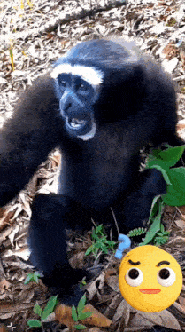 a black and white monkey with a yellow smiley face behind it