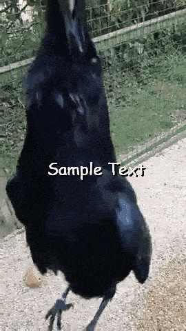 a black bird is standing on a gravel path with the words sample text written below it