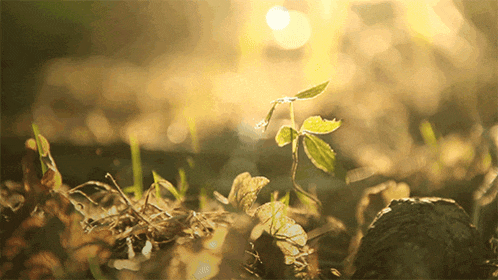 the sun shines through the leaves of a small plant