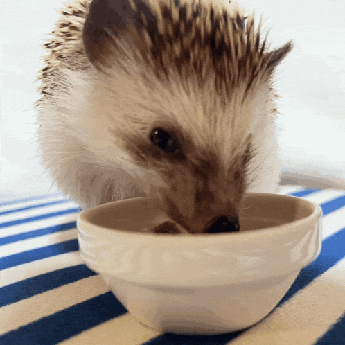 a hedgehog drinking from a white bowl on a striped table cloth