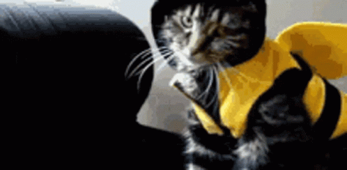 Bumblebees Costume GIF - Bumblebees Costume Cat GIFs