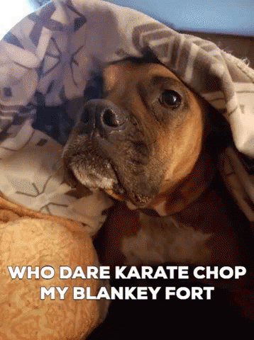 Blankey Fort Blanky Fort GIF - Blankey Fort Blanky Fort Doggy GIFs