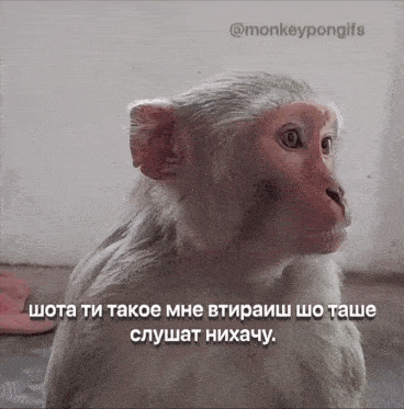 monkey-pon.gif