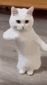 a white cat is standing on its hind legs on the floor .