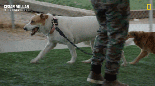Walking The Dog Out For A Walk GIF - Walking The Dog Out For A Walk Taking A Stroll GIFs