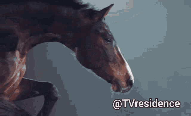 Horse World GIF - Horse World Calm GIFs