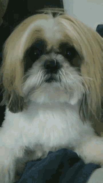 a small brown and white dog with a nose ring looking at the camera